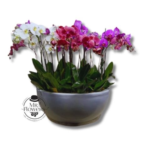 Bowl Gigante de Orquideas