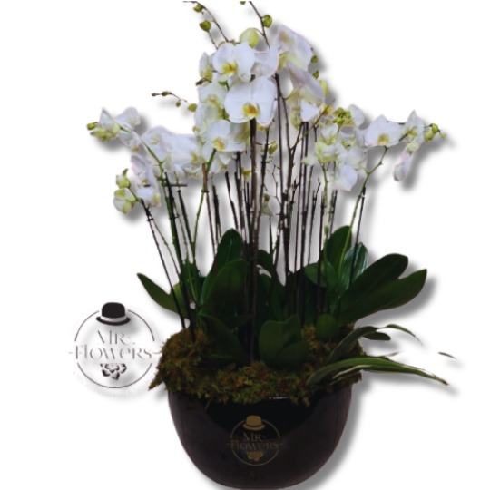 Orquideas en Bowl