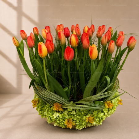 Arreglo de 40 Tulipanes Naranjas en Base Arreglo de 40 Tulipanes Naranjas en Base