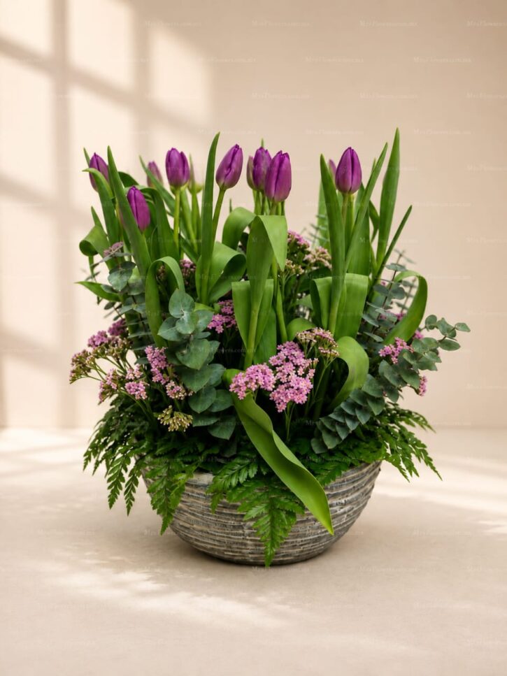 20 Tulipanes con Statis en Maceta 20 Tulipanes con Statis en Maceta