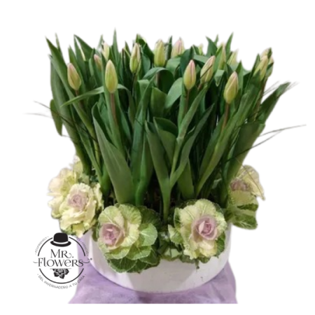 Arreglo de Tulipanes y Coles
