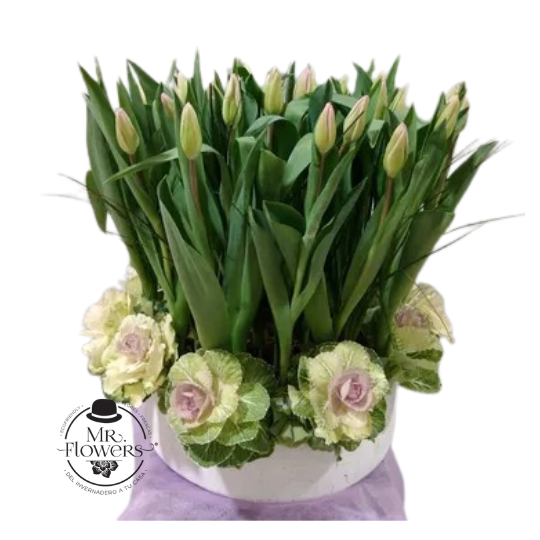 Arreglo de Tulipanes y Coles Arreglo de Tulipanes y Coles