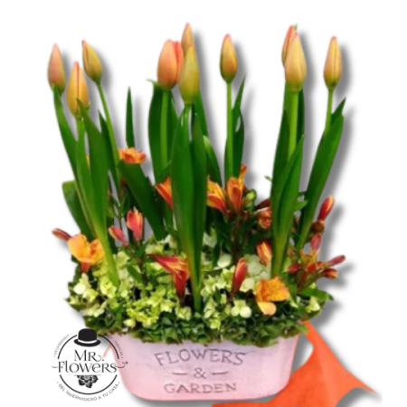 Arreglo de 10 Tulipanes y Alstromelia