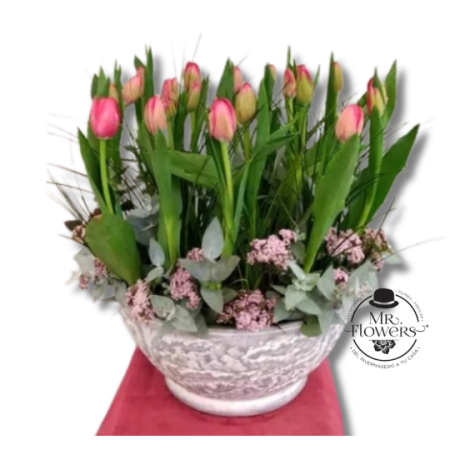 20 Tulipanes con Statis en Maceta
