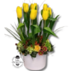 Arreglo de 10 Tulipanes en Base Blanca