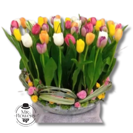 Arreglo de 50 Tulipanes Mixtos en Base