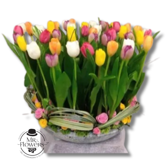 Arreglo de 50 Tulipanes Mixtos en Base Arreglo de 50 Tulipanes Mixtos en Base