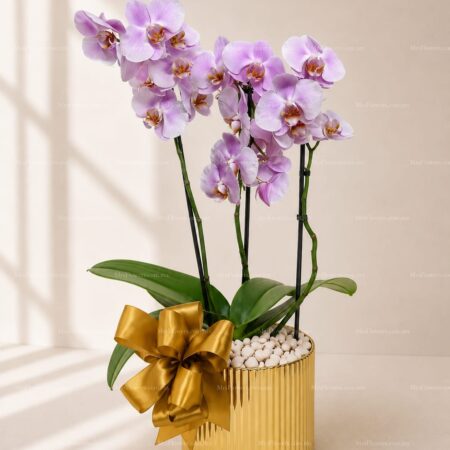 Orquidea Mini Base Oro Orquidea Mini Base Oro