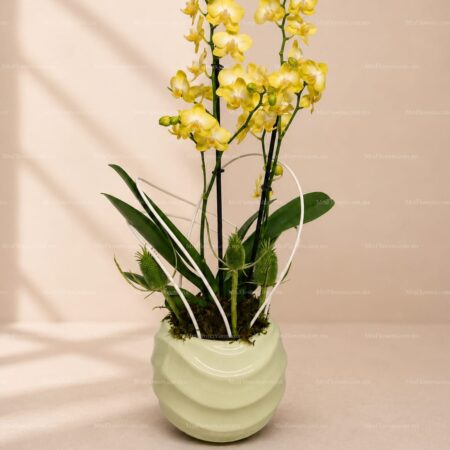 Orquidea Mini en Base Orquidea Mini en Base