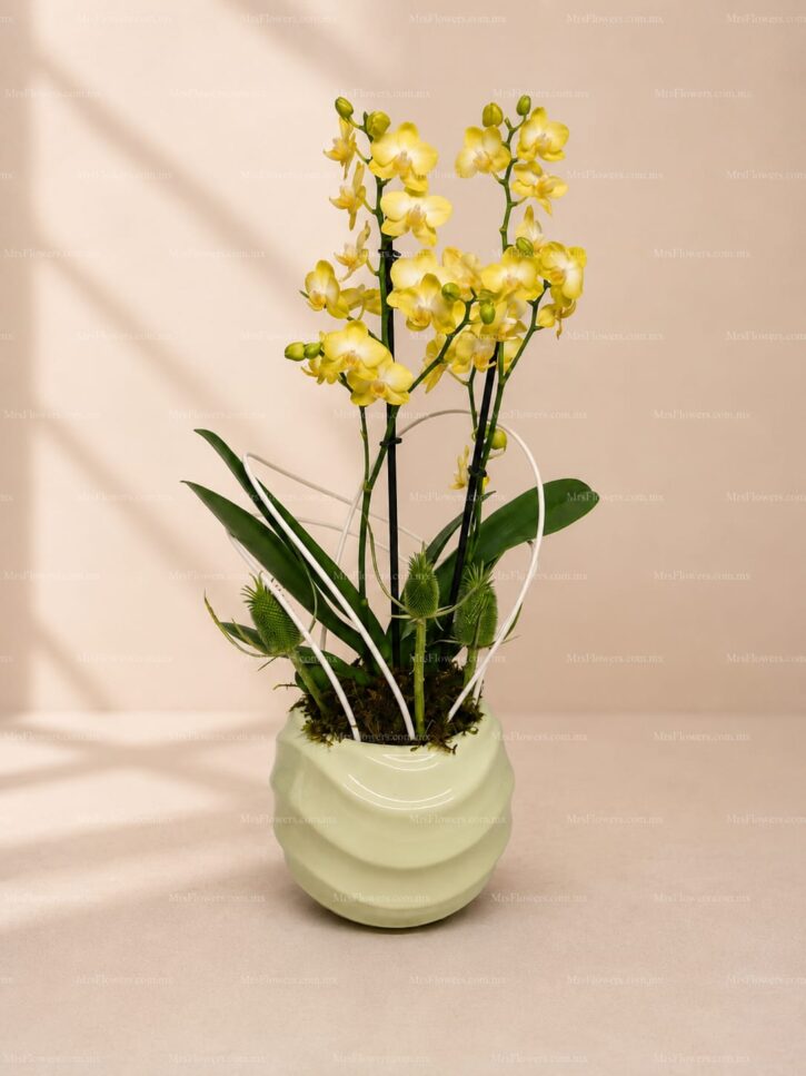Orquidea Mini en Base