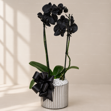 Orquídea Negra Doble